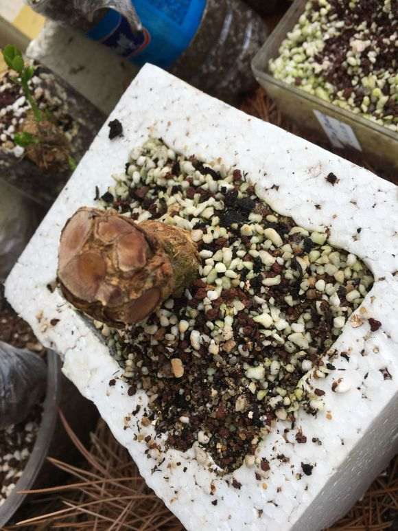 六月雪下山桩25天没发芽 怎么办 图片