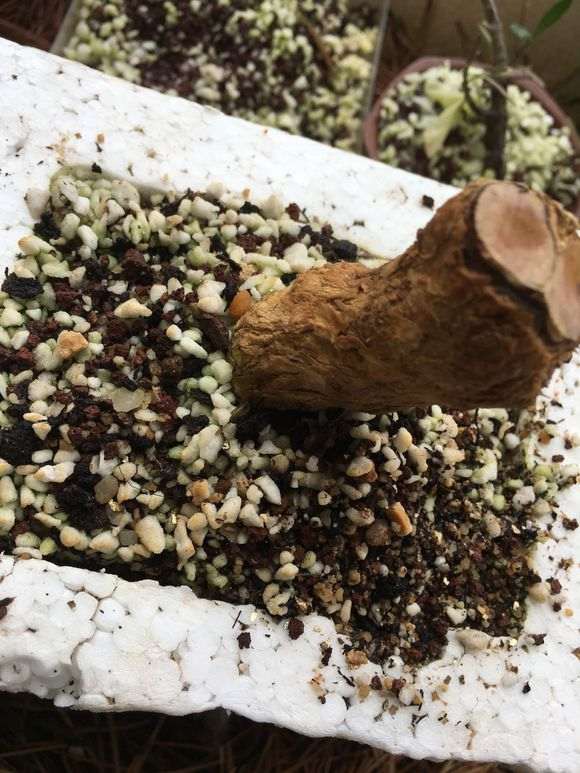 六月雪下山桩25天没发芽 怎么办 图片