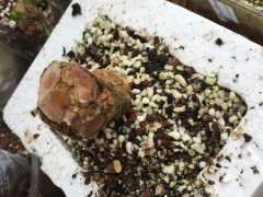 六月雪下山桩25天没发芽 怎么办 图片