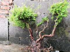 六月雪下山桩洗根后怎么上盆的方法 图片