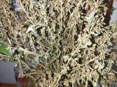 六月雪下山桩换盆后 全部干了 怎么办