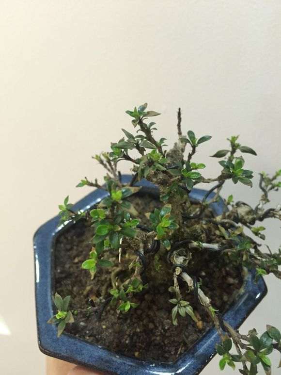 六月雪下山桩没浇透水 怎么办 图片