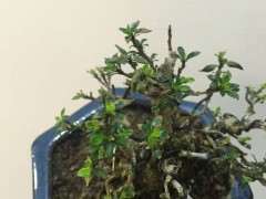 六月雪下山桩没浇透水 怎么办 图片