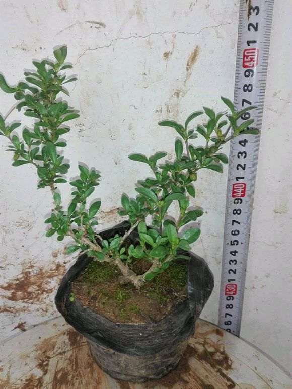 重瓣六月雪下山桩是新品种吗 图片