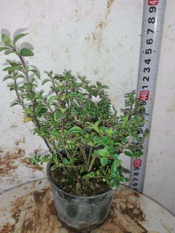 重瓣六月雪下山桩是新品种吗 图片