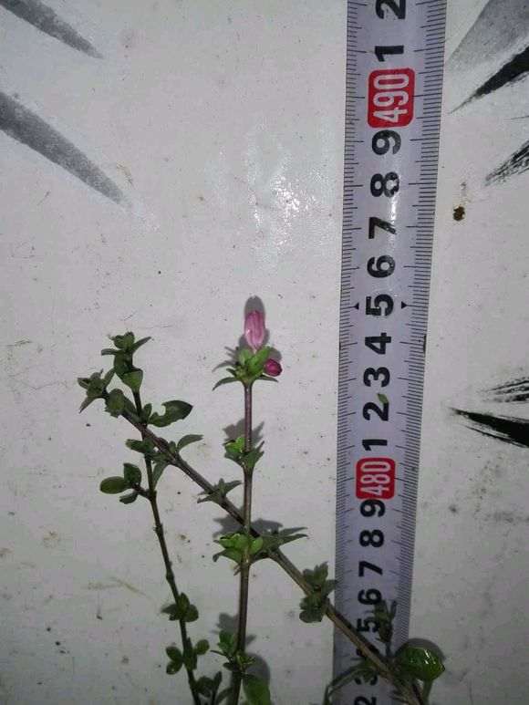 重瓣六月雪下山桩是新品种吗 图片