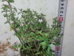 重瓣六月雪下山桩是新品种吗 图片