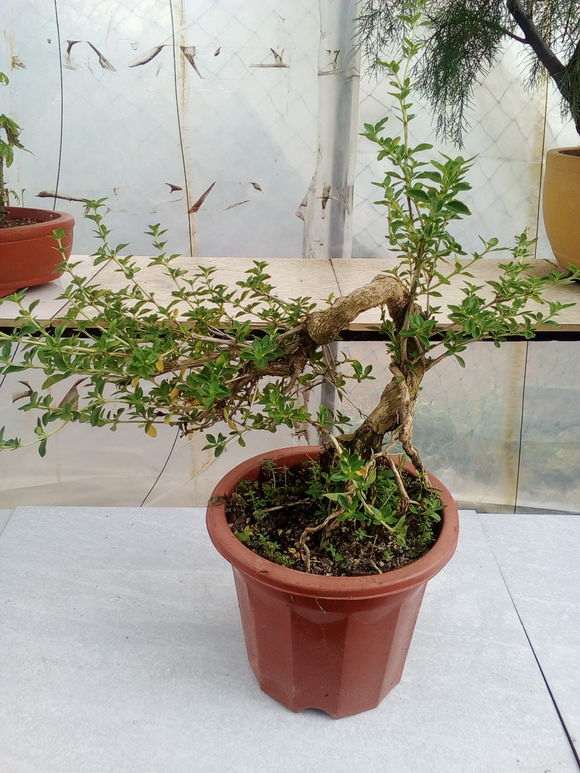 两盆六月雪下山桩修剪了 怎么样 图片