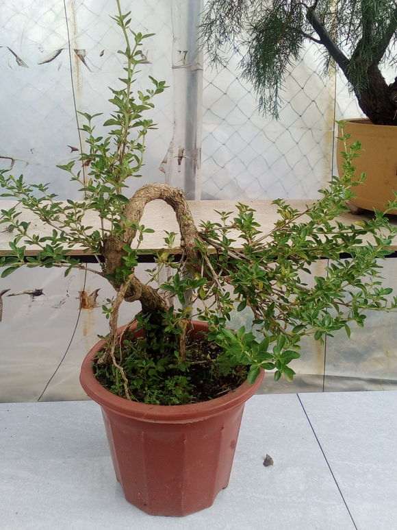 两盆六月雪下山桩修剪了 怎么样 图片