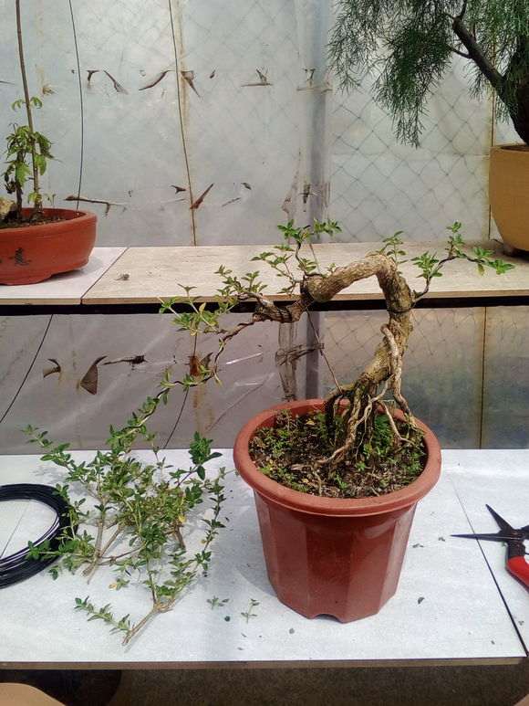 两盆六月雪下山桩修剪了 怎么样 图片