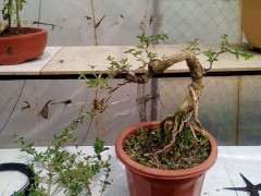两盆六月雪下山桩修剪了 可以吗 图片