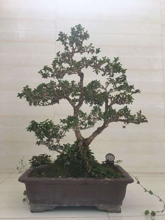 六月雪下山桩几个月了不断烂叶 图片