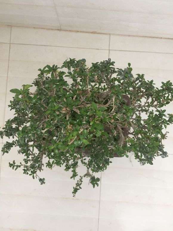 六月雪下山桩几个月了不断烂叶 图片