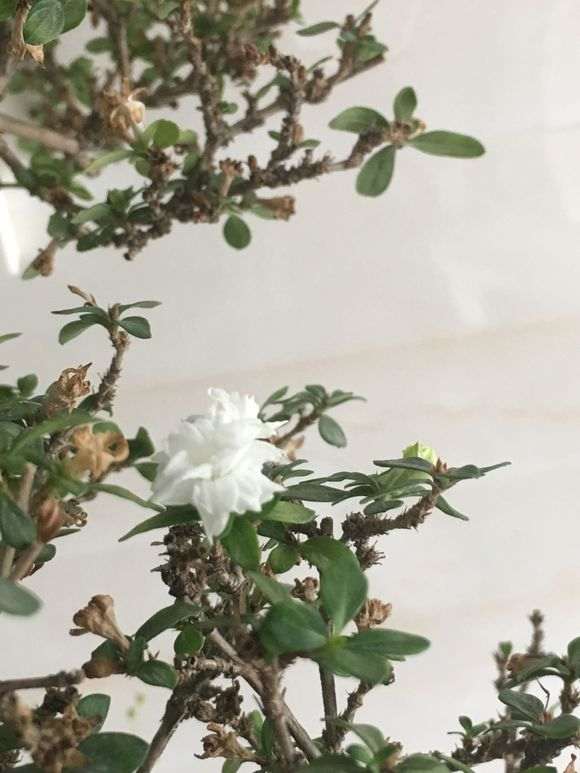 六月雪下山桩几个月了不断烂叶 图片