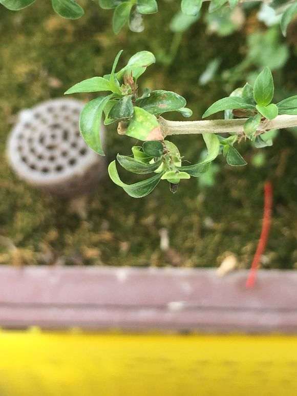 六月雪下山桩几个月了不断烂叶 图片