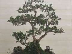 六月雪下山桩几个月了不断烂叶 图片