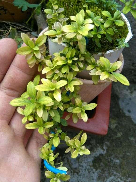 六月雪下山桩叶子怎么这么白 图片