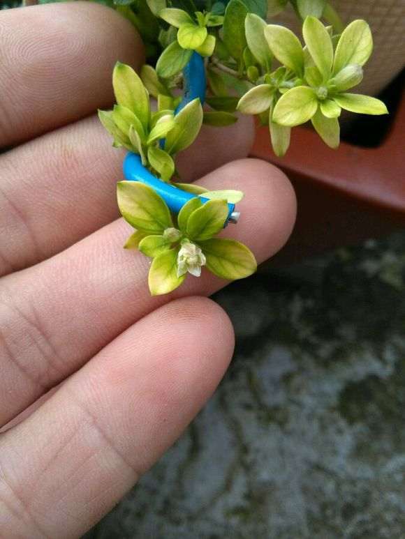 六月雪下山桩叶子怎么这么白 图片