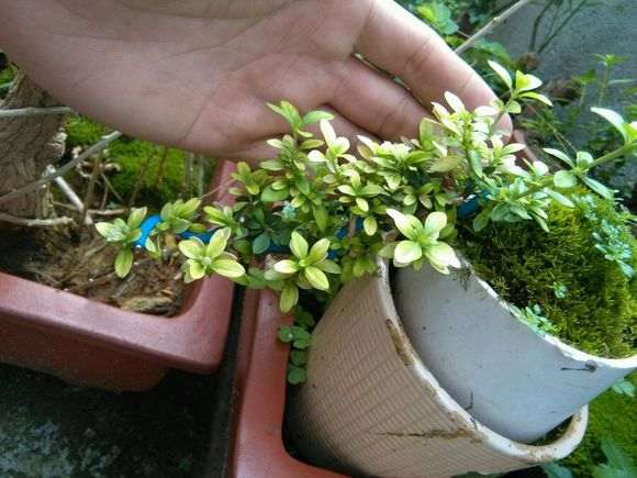 六月雪下山桩叶子怎么这么白 图片