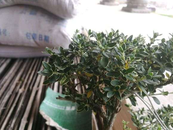 六月雪下山桩换盆后 逐渐黄叶 怎么办