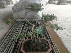 六月雪下山桩换盆后 逐渐黄叶 怎么办