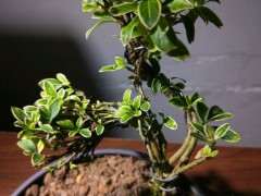 六月雪下山桩 大家有什么建议 图片