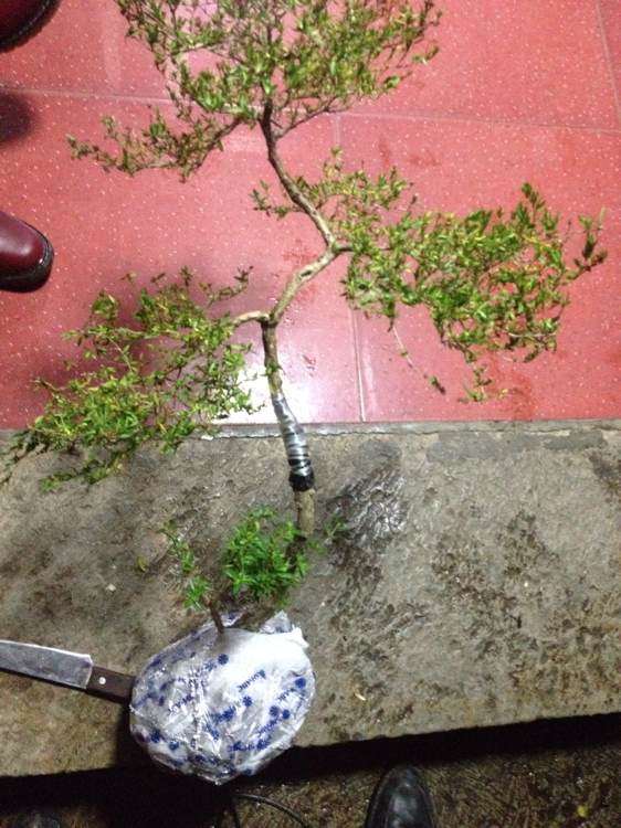 六月雪下山桩怎么嫁接的方法 图片