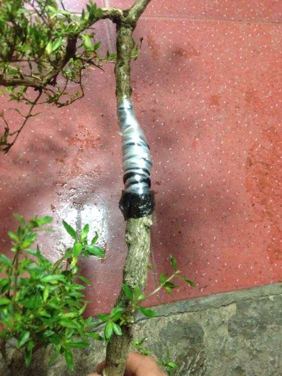 六月雪下山桩怎么嫁接的方法 图片