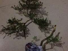 六月雪下山桩怎么嫁接的方法 图片