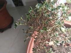 六月雪下山桩叶子 开始发黑 怎么办