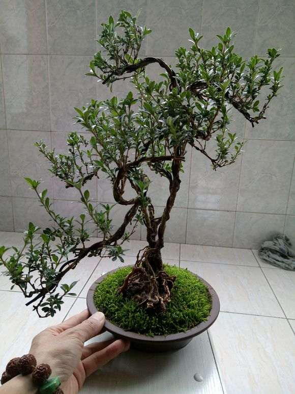 六月雪下山桩过几天花开了 怎么办 图片