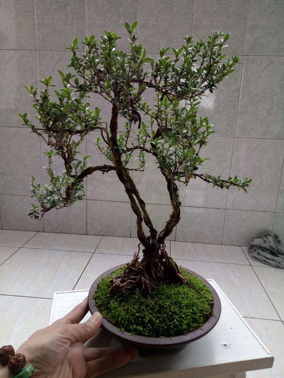 六月雪下山桩过几天花开了 怎么办 图片