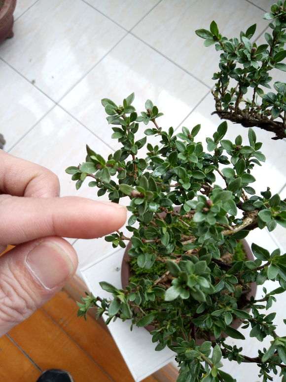 六月雪下山桩过几天花开了 怎么办 图片