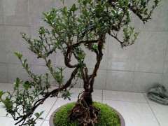 六月雪下山桩过几天花开了 怎么办 图片