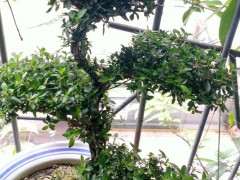 六月雪下山桩缺少阳光会死吗 怎么办