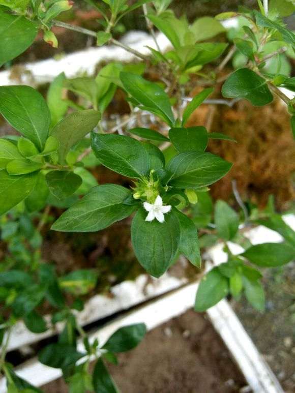 人这是六月雪下山桩吗 怎么办区别 图片