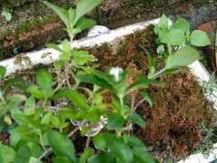 人这是六月雪下山桩吗 怎么办区别 图片