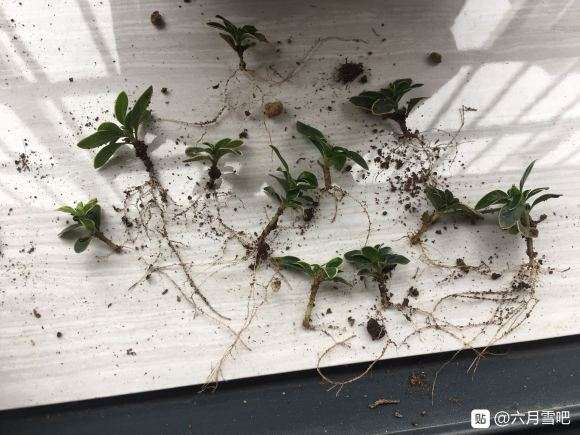 扦插六月雪下山桩实验的成果 图片