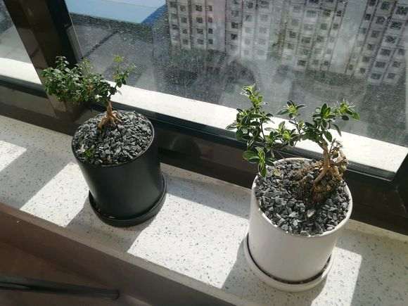 为什么六月雪下山桩叶子 不脱落 图片