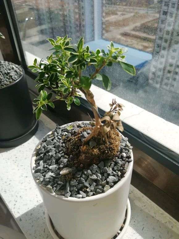 为什么六月雪下山桩叶子 不脱落 图片