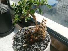 为什么六月雪下山桩叶子 不脱落 图片