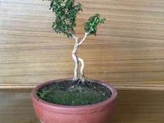 六月雪下山桩几个月能缠铁丝 图片