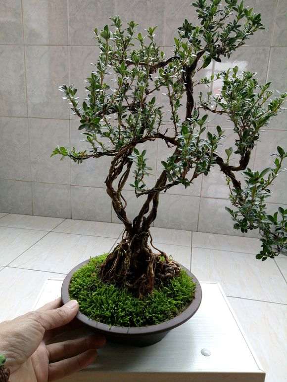 六月雪下山桩可以嫁接到人参榕上吗 图片