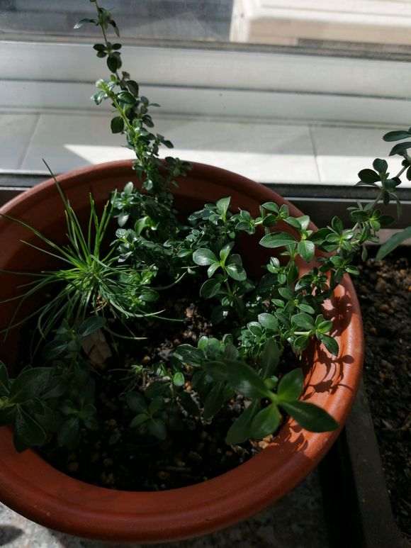 六月雪下山桩扞插小雪长花苞了 图片