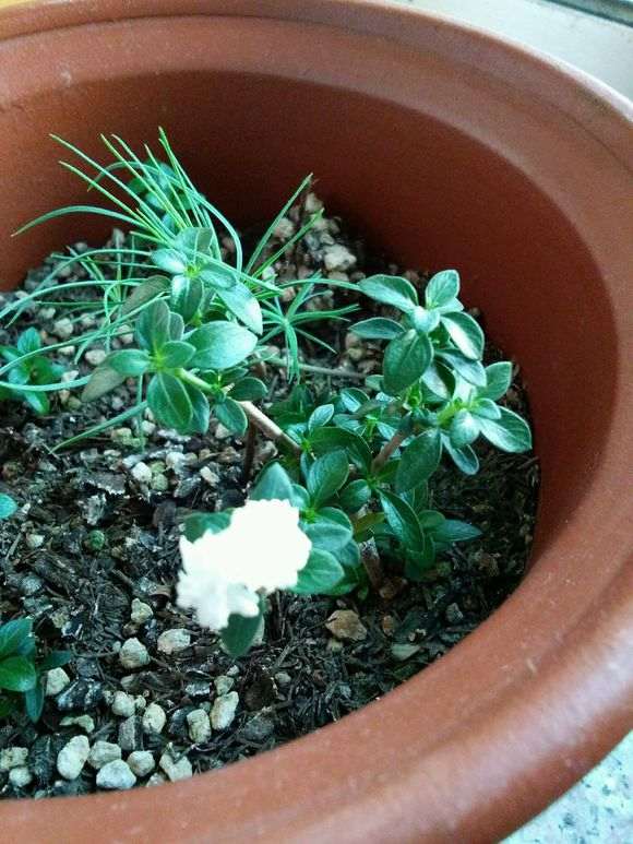 六月雪下山桩扞插小雪长花苞了 图片