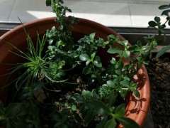 六月雪下山桩扞插小雪长花苞了 图片