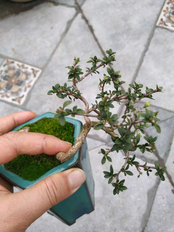 六月雪下山桩怎么硬枝拿弯的方法