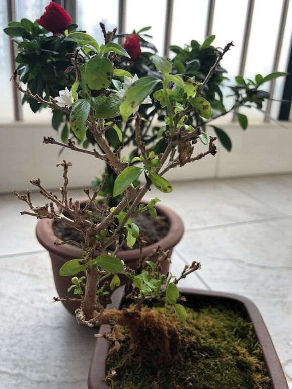 六月雪下山桩开花了 叶子有黑点 怎么办