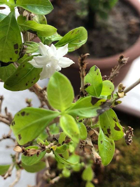 六月雪下山桩开花了 叶子有黑点 怎么办