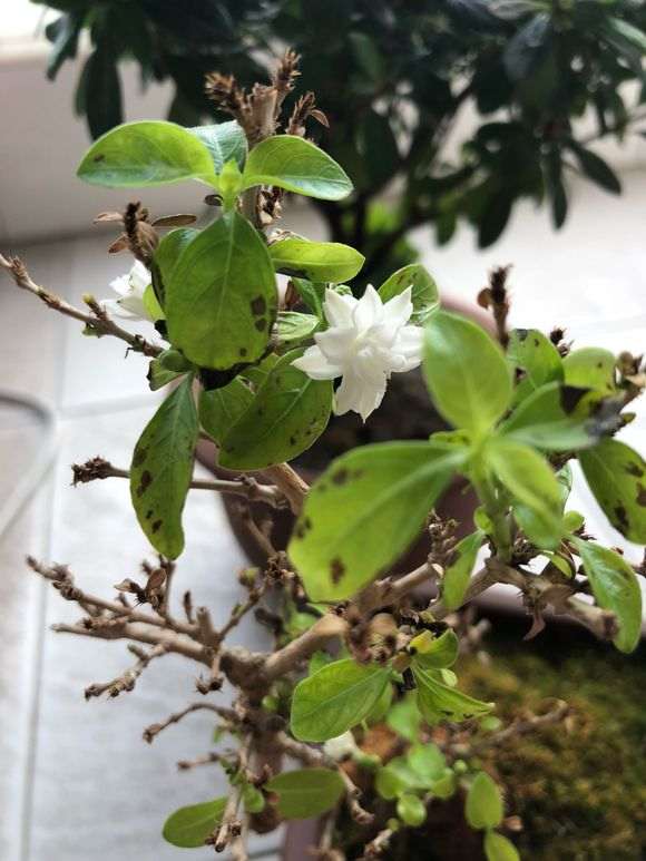 六月雪下山桩开花了 叶子有黑点 怎么办